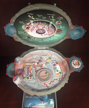 Virus Model